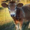 Red & White Miniature Highland Jersey Bull for Sale Online