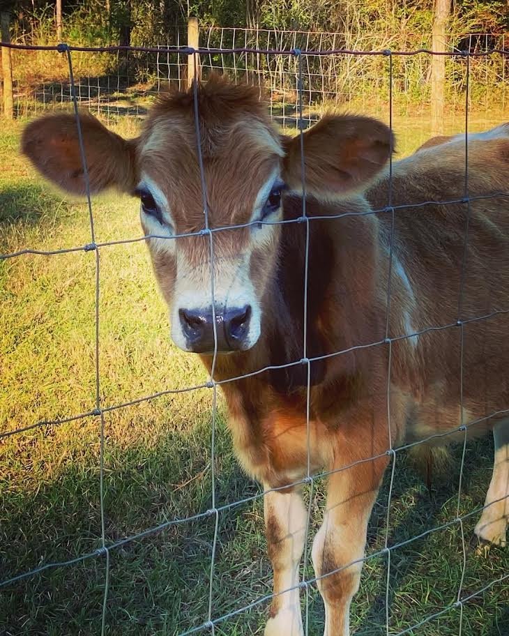 Red & White Miniature Highland Jersey Bull for Sale Online