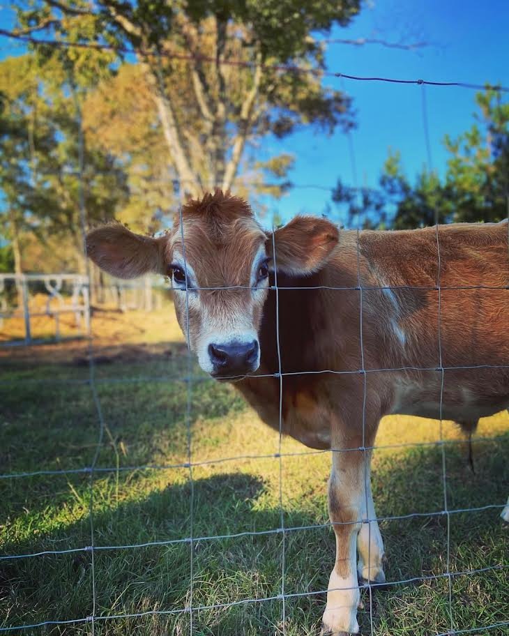 Red & White Miniature Highland Jersey Bull for Sale