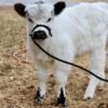 White Mini Highland_Bull for Sale