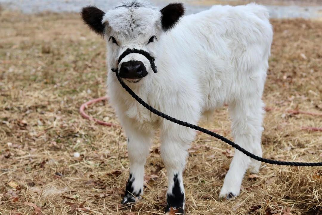 White Mini Highland_Bull for Sale