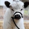 White Mini_Highland_Bull for Sale