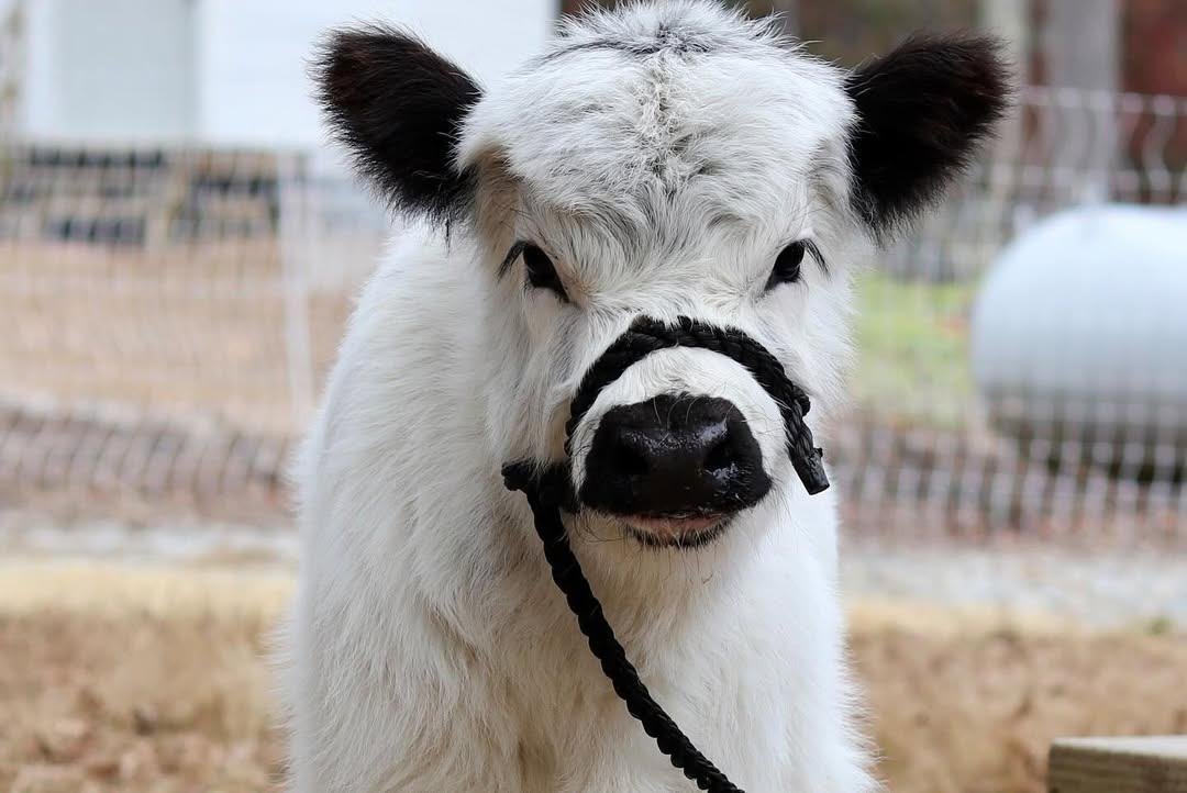 White Mini_Highland_Bull for Sale