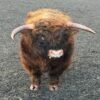 2-Year Registered Red Mini Highland Breeding Bull for Sale