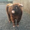 2 Year Registered Red Mini Highland Breeding Bull for Sale