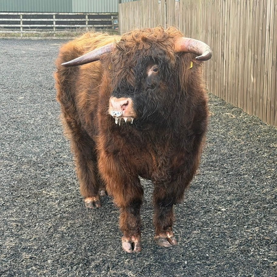2 Year Registered Red Mini Highland Breeding Bull for Sale