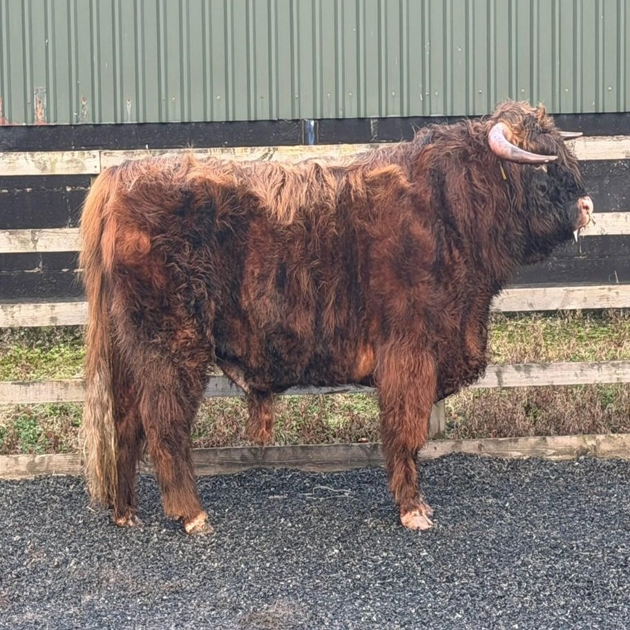 2-Year Registered Red Mini Highland Breeding Bull for Sale Now