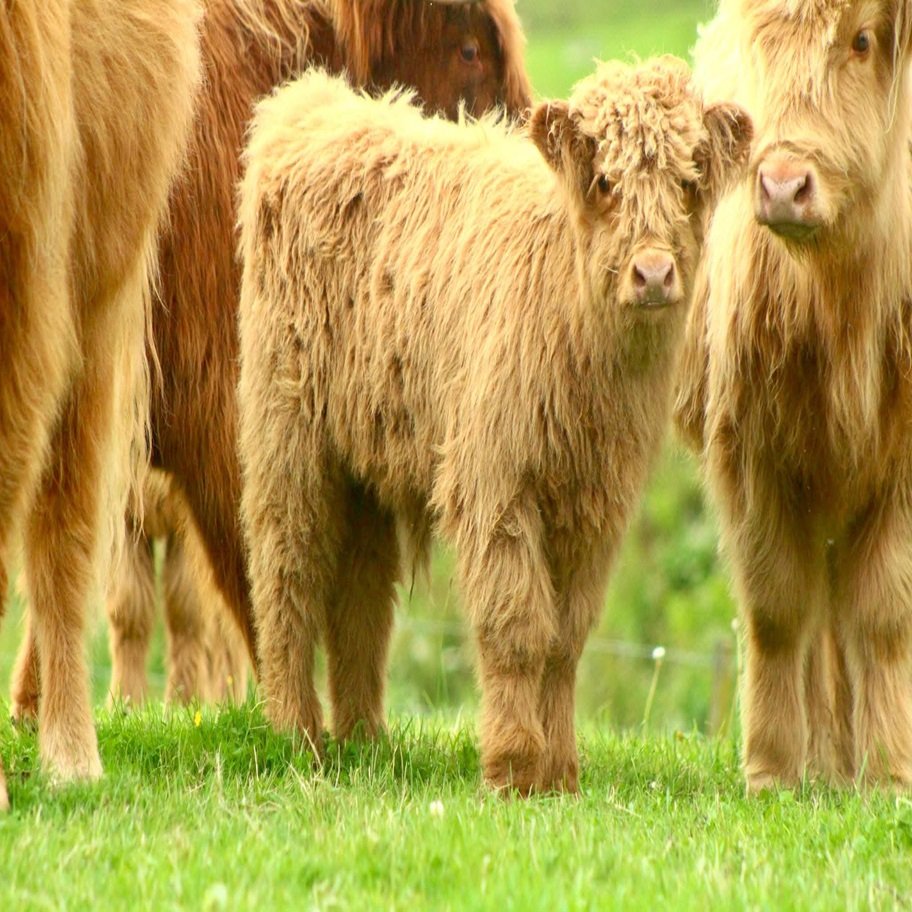 4 Month Registered Brown Mini Highland Bull for Sale