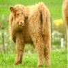 4-Month Registered Brown Mini Highland Bull for Sale