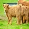 4-Month Registered Brown Mini Highland Bull for Sale Now
