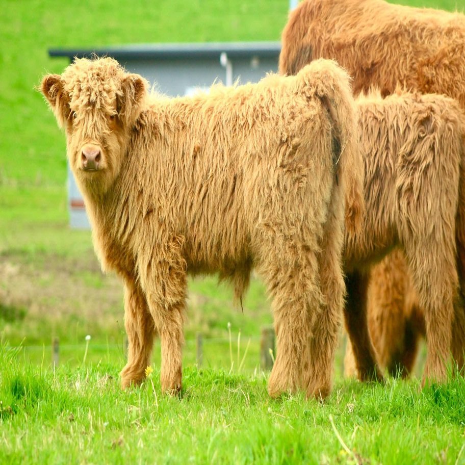 4-Month Registered Brown Mini Highland Bull for Sale Now