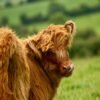 4-Month Registered Brown Mini Highland Bull for Sale Online
