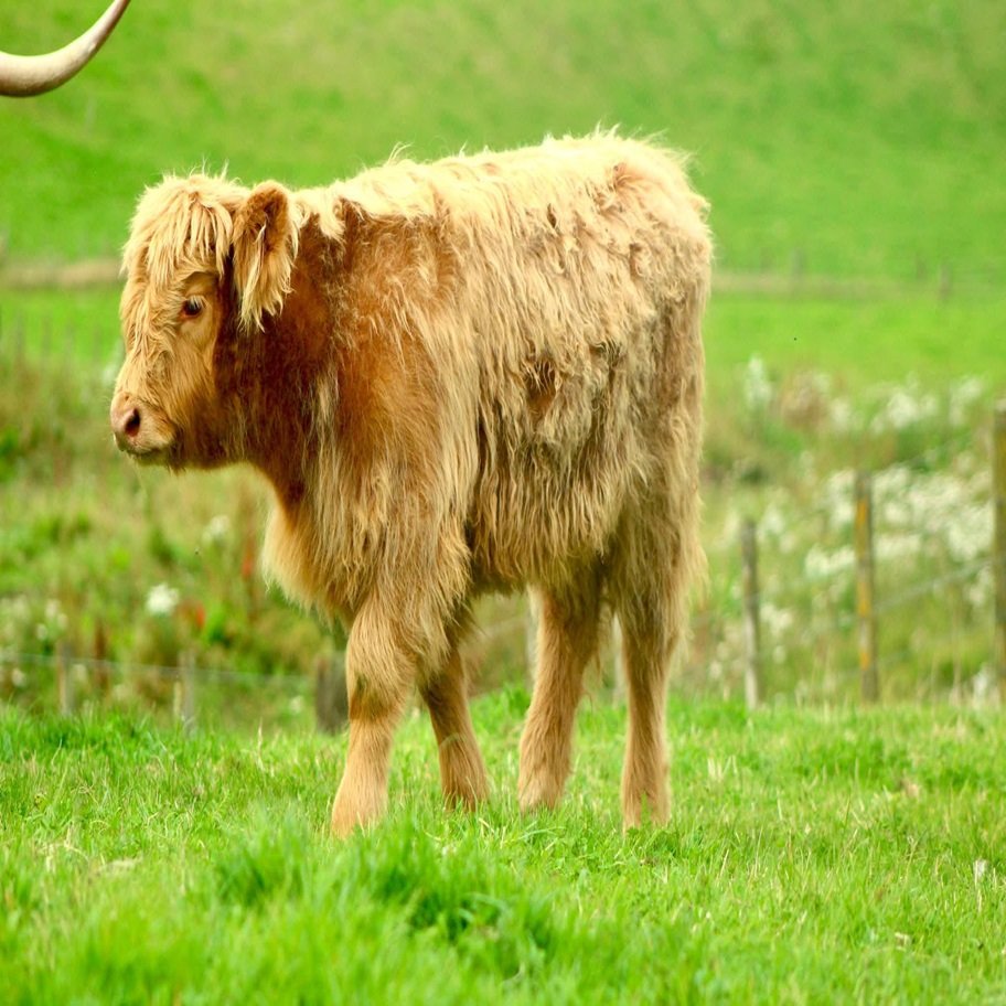 5 Month Registered Brown Mini Highland Heifer for Sale