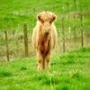 5-Month Registered Brown Mini Highland Heifer for Sale Online