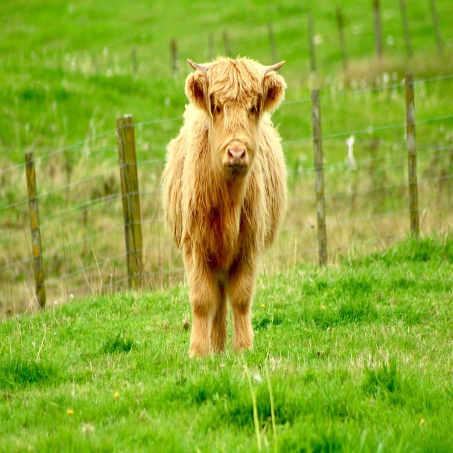 5-Month Registered Brown Mini Highland Heifer for Sale Online