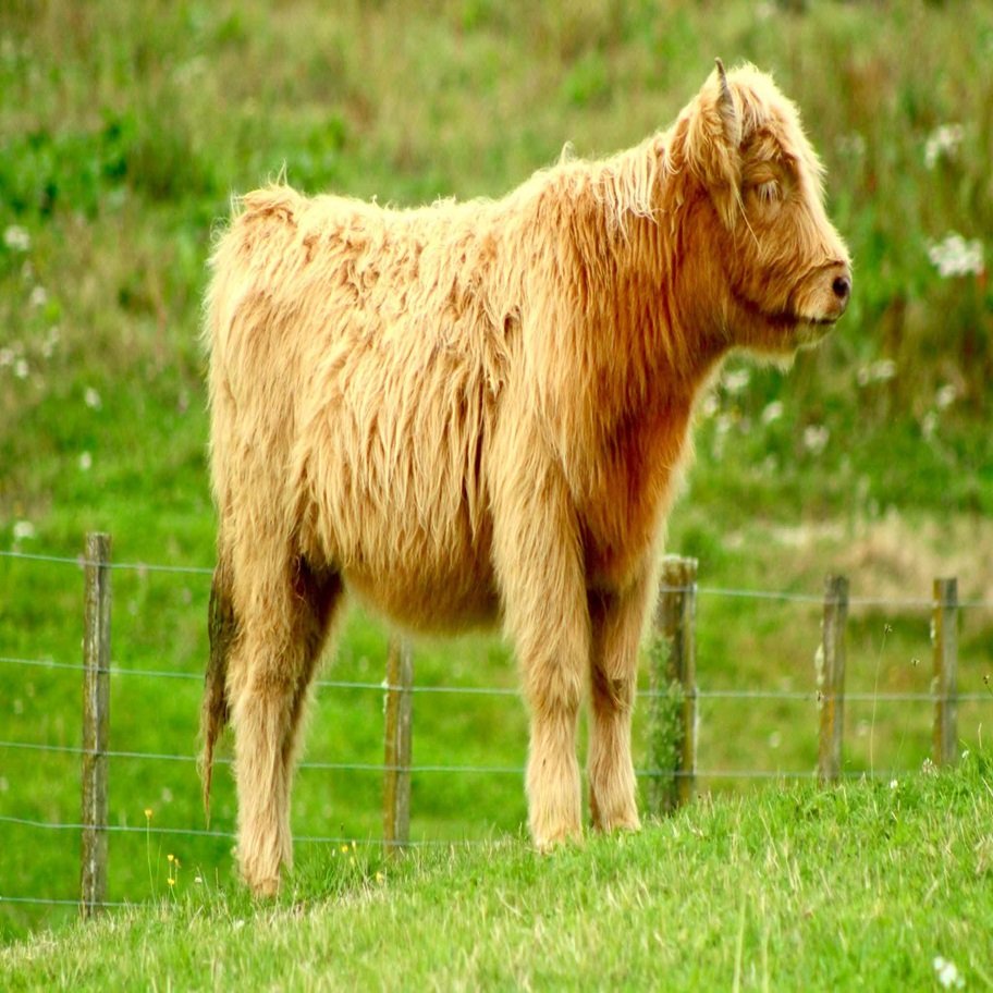 5-Month Registered Brown Mini Highland Heifer for Sale