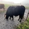 6 Month Registered Black Highpark Bull for Now