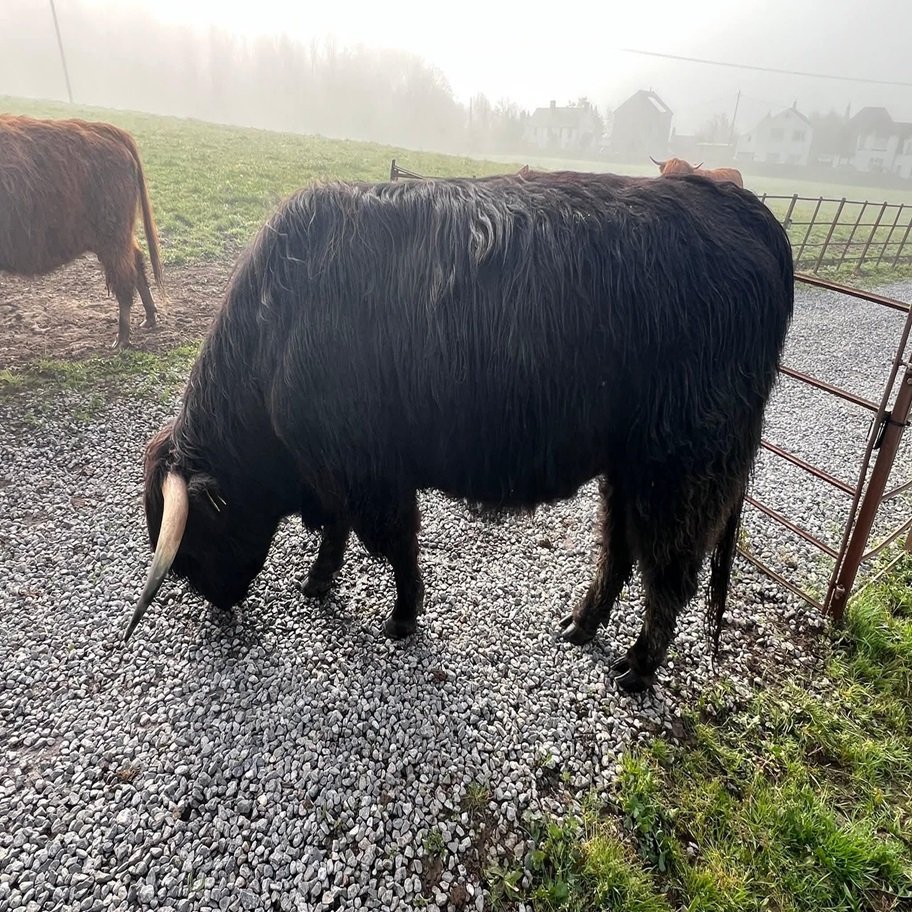 6 Month Registered Black Highpark Bull for Now