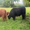 6-Month Registered Black Highpark Bull for Sale