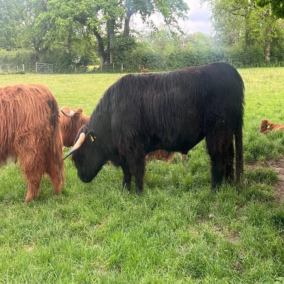 6-Month Registered Black Highpark Bull for Sale