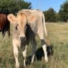 6-Month Registered Brown Miniature Highland Jersey Heifer for Sale