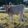 6-Month Registered Brown Miniature Highland Jersey Heifer for Sale Now