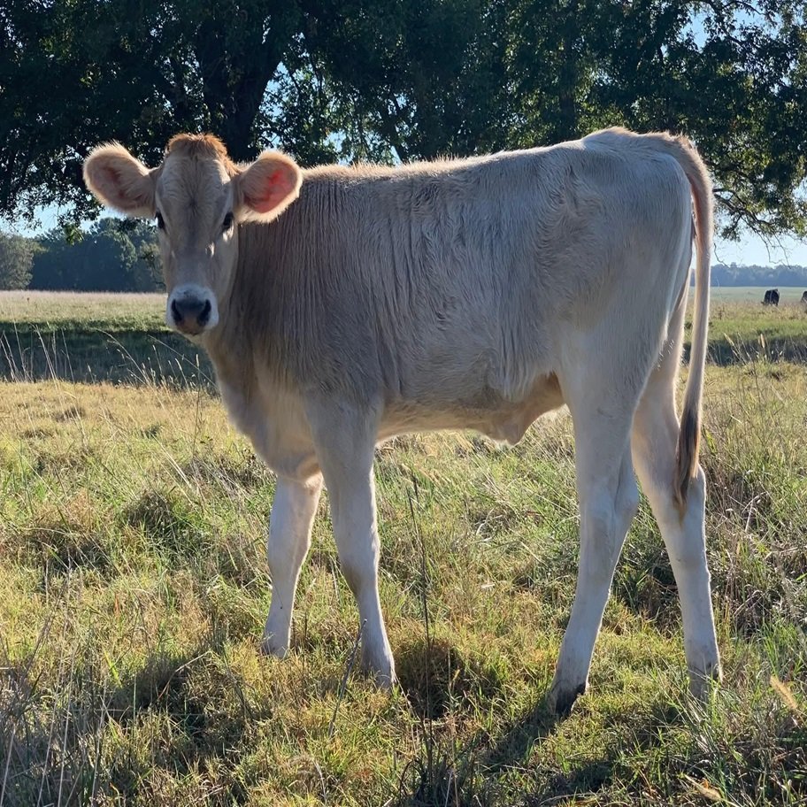 6-Month Registered Brown Miniature Highland Jersey Heifer for Sale Now