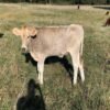 6-Month Registered Brown Miniature Highland Jersey Heifer for Sale Online