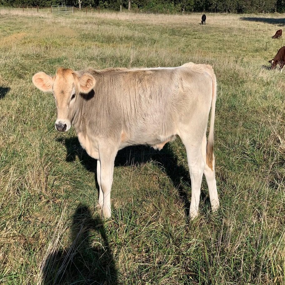 6-Month Registered Brown Miniature Highland Jersey Heifer for Sale Online