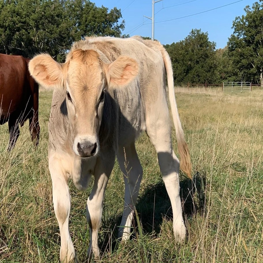 6-Month Registered Brown Miniature Highland Jersey Heifer for Sale