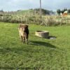6 Month Registered Dun Mini Highland Bull for Sale