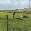 6-Month Registered Dun Mini Highland Bull for Sale