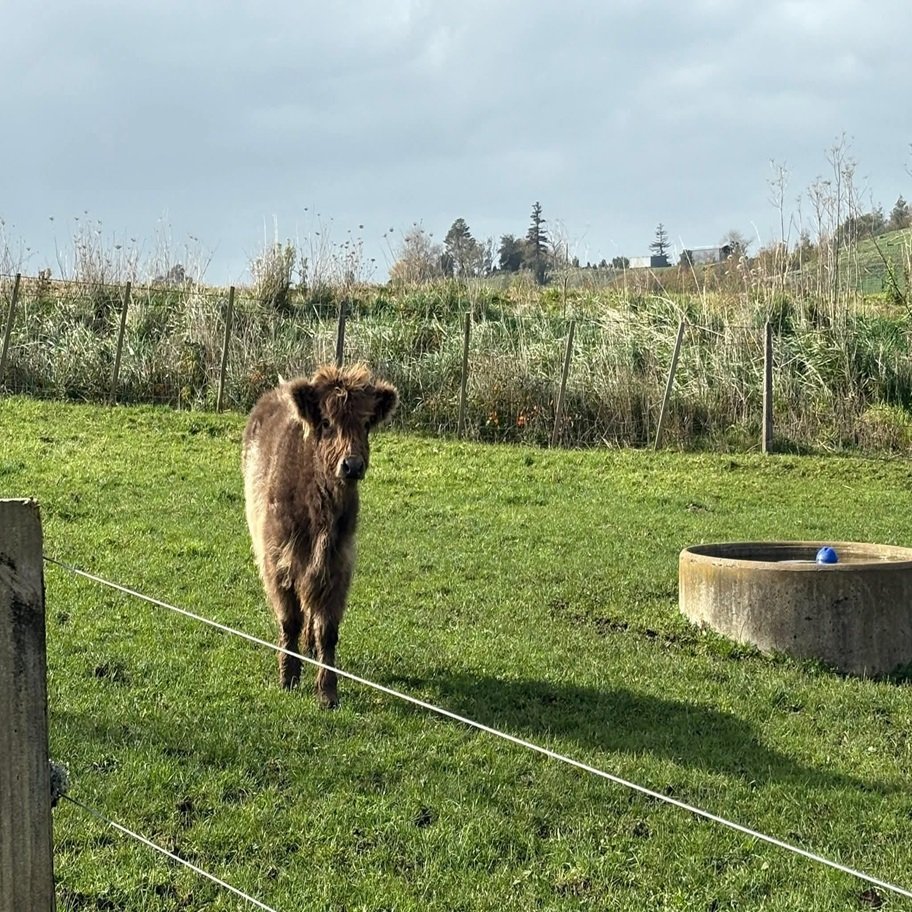 6-Month Registered Dun Mini Highland Bull for Sale Now