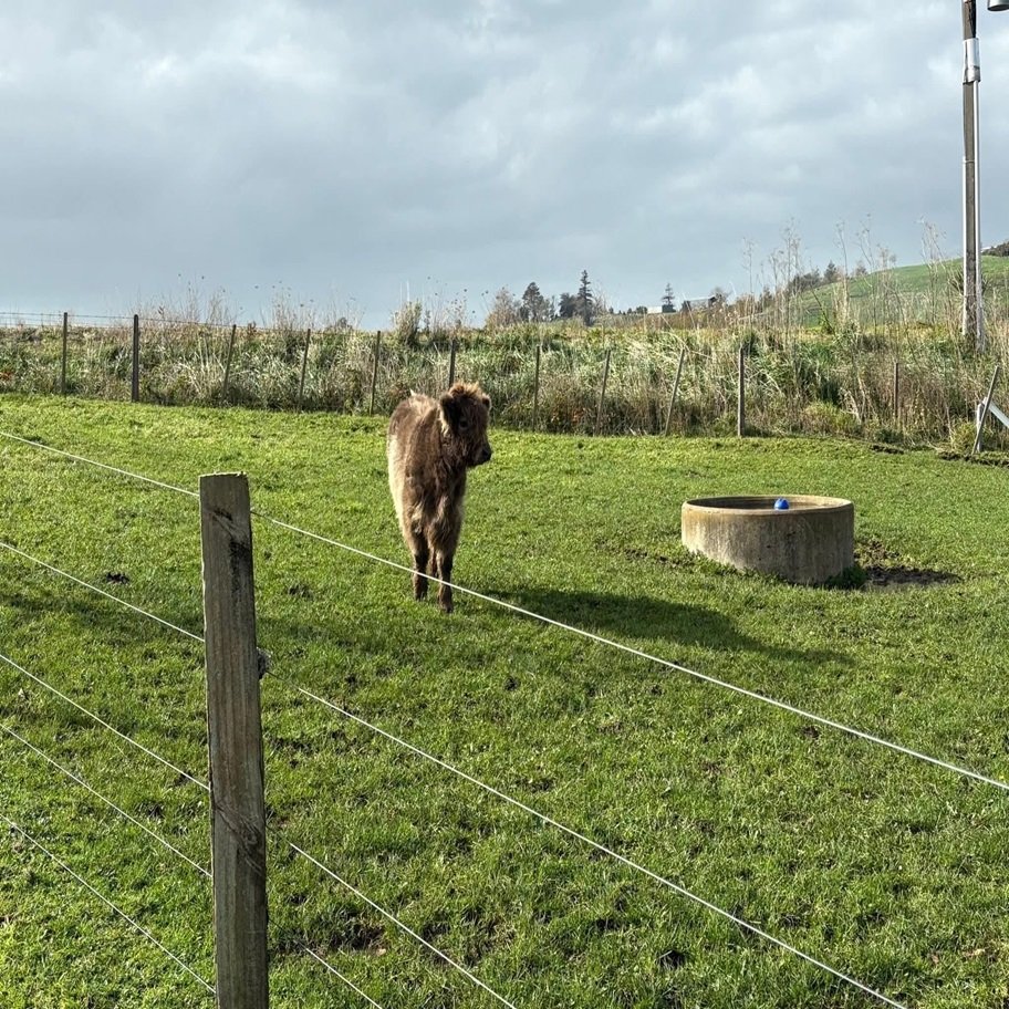 6-Month Registered Dun Mini Highland Bull for Sale