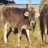 6-Month Registered Dun Mini Highland Jersey Bull for Sale Now