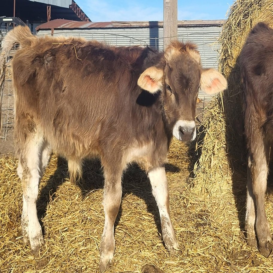 6-Month Registered Dun Mini Highland Jersey Bull for Sale Now