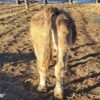 6-Month Registered Dun Mini Highland Jersey Bull for Sale Online