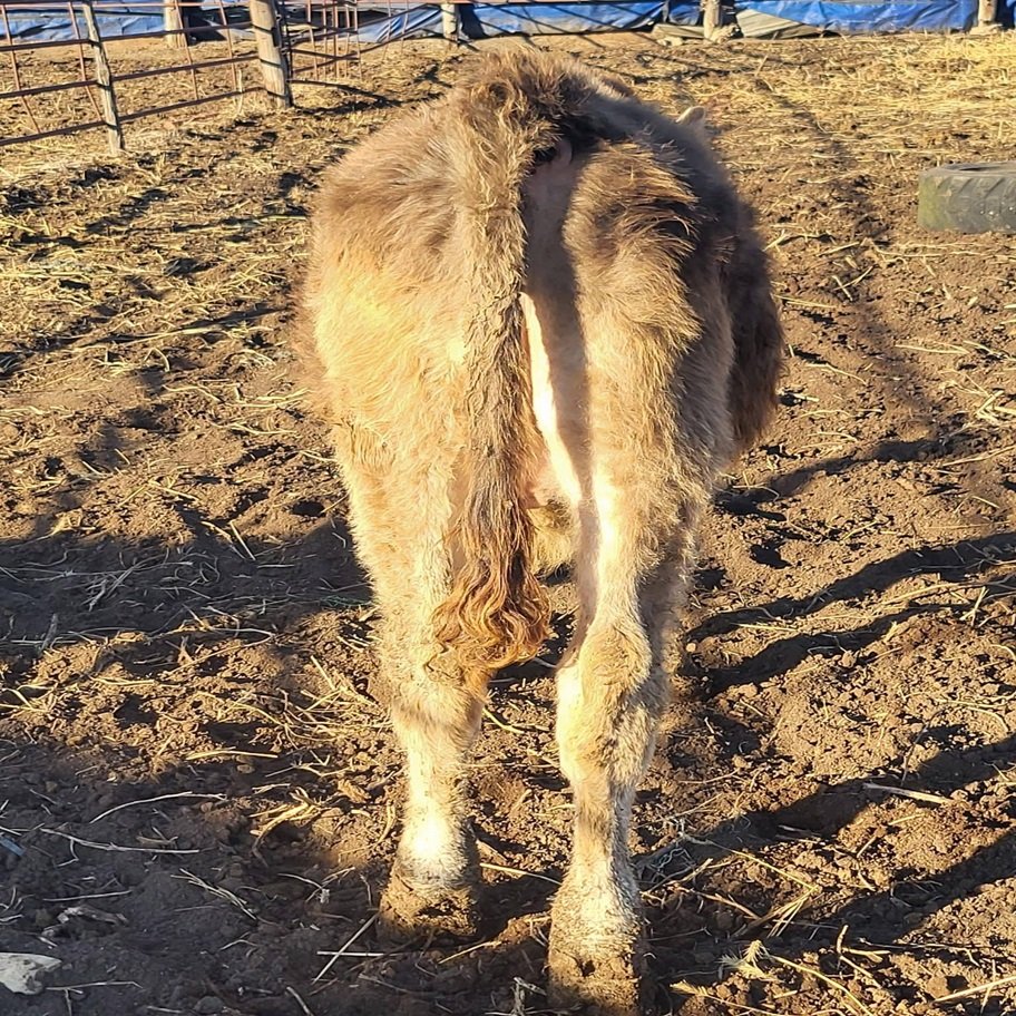 6-Month Registered Dun Mini Highland Jersey Bull for Sale Online