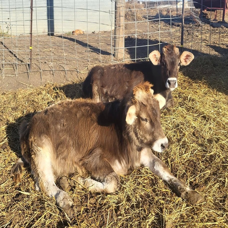 6-Month Registered Dun Mini Highland Jersey Bull for Sale