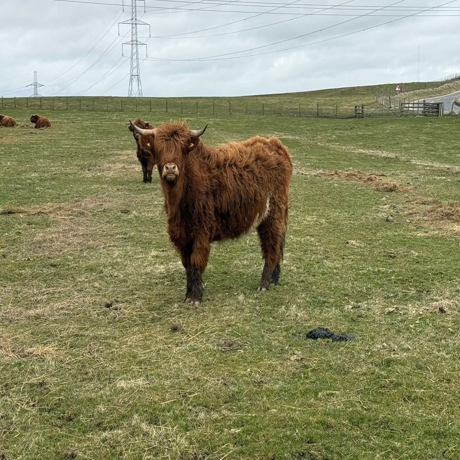 6 Month Registered Red Highpark Bull for Sale