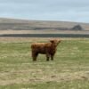 6-Month Registered Red Highpark Bull for Sale