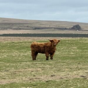 6-Month Registered Red Highpark Bull for Sale