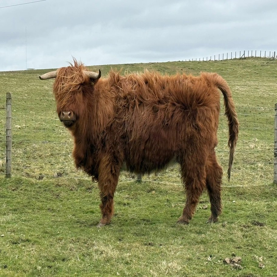 6-Month Registered Red Highpark Bull for Sale Now