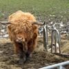 6-Month Registered Red Highpark Bull for Sale