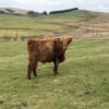 6-Month Registered Red Highpark Bull for Sale Online