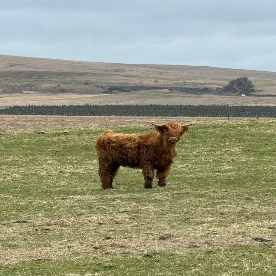 6-Month Registered Red Highpark Bull for Sale