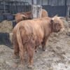 6-Month Registered Red Highpark Pair for Sale