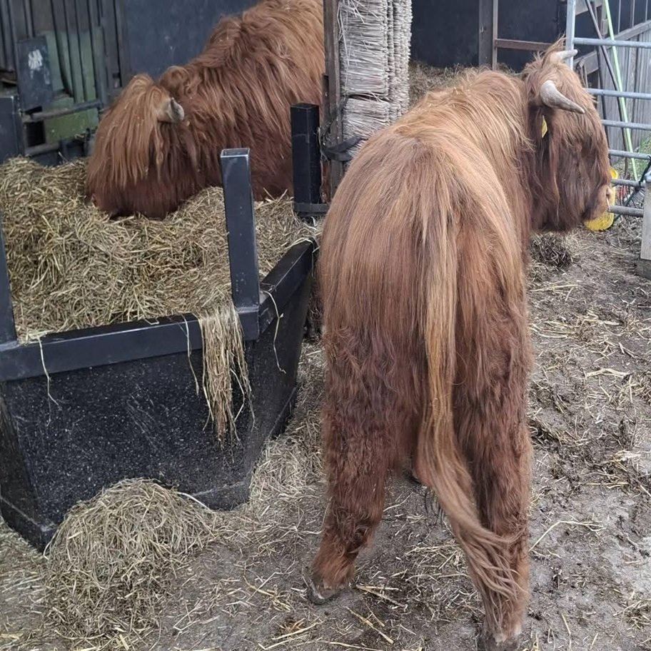 6-Month Registered Red Highpark Pair for Sale Now
