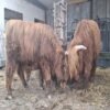 6-Month Registered Red Highpark Pair for Sale Online