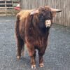 Buy 2-Year Registered Red Mini Highland Breeding Bull